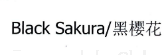 BLACK SAKURA 黑樱花 