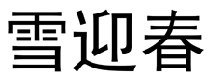 雪迎春  