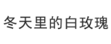 冬天里的白玫瑰 