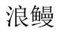浪鳗 