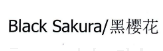 BLACK SAKURA/黑樱花 